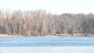 preview picture of video 'Bald Eagles - Mississippi Burlington Lock 18'