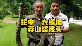 [負雷] 白左神片瘋狂動物城2