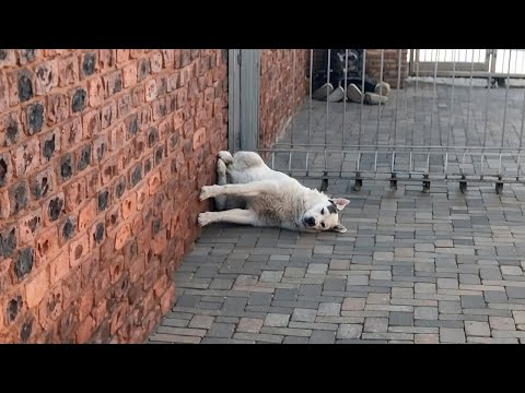 Wenn du einen Hund mit einem IQ von 200 hast