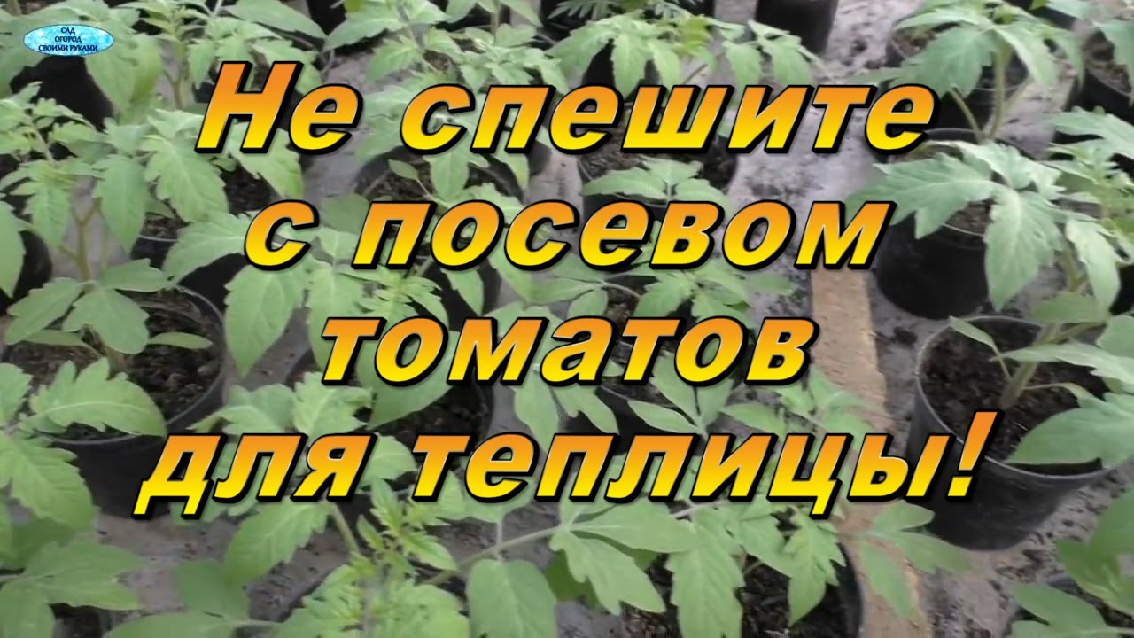 Когда посеять томаты для теплицы. Не спешите сеять их сейчас!