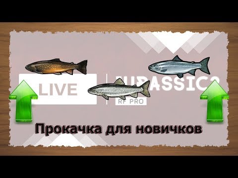 Русская Рыбалка 3.99 Прокачка для новичков. Дневной стрим