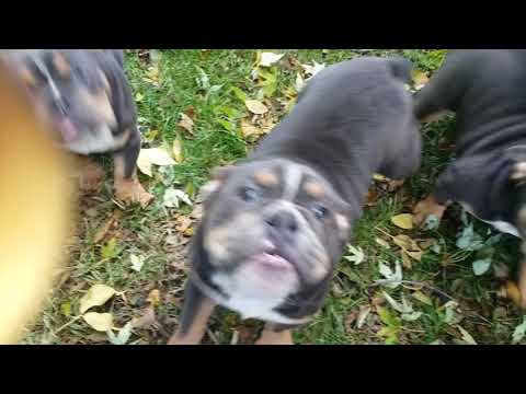 Melo ad Thor playing with there sister