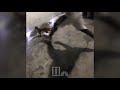 Full video: Man kicks cat like a football