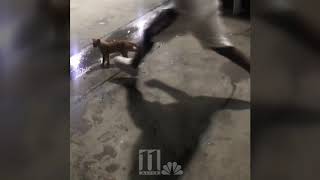 Full video: Man kicks cat like a football