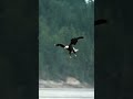 A Eagle Catching A Fish