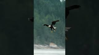 Download lagu A Eagle catching a fish! mp3 Download lagu A Eagle catching a fish! mp3