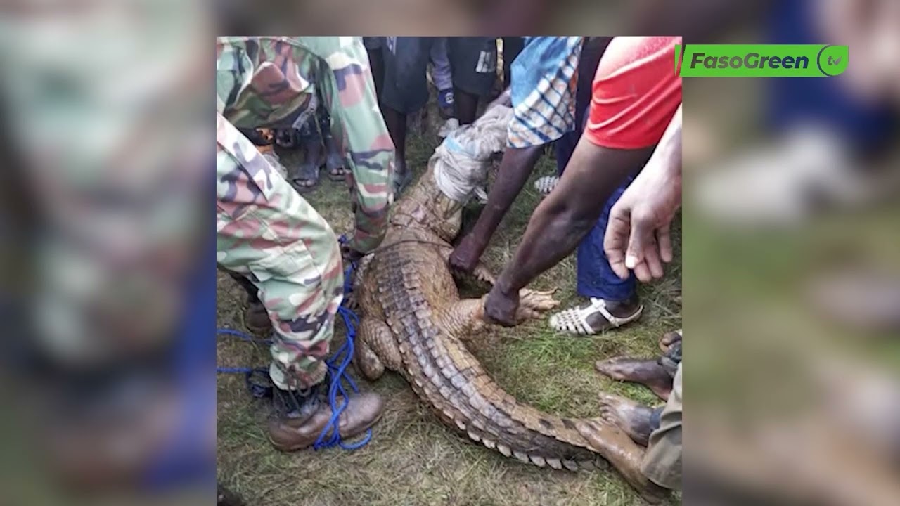 (mooré) Kourwéogo : Un crocodile capturé après avoir blessé un enfant