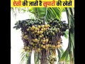 See How Areca Nut Is Made Supari Kaise Banti Hai How Areca Nut Are Made Shorts