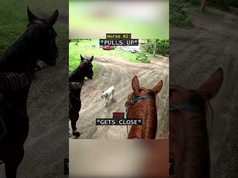 When This Dog Attacked 2 Horses...