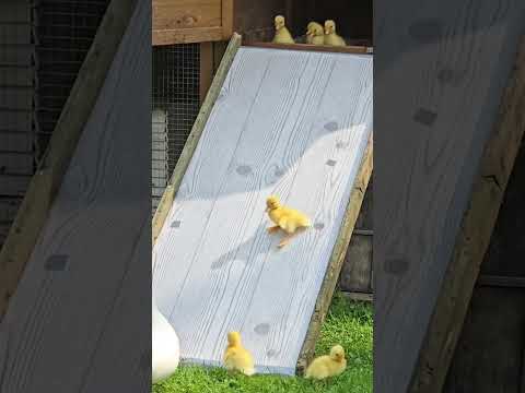 Les agriculteurs construisent un toboggan pour leurs canetons