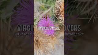 Virginia is for Lovers at Historic South Norfolk