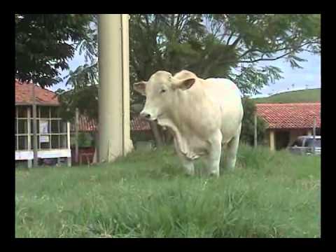 LOTE 8   UBIQUO CANTA GALO