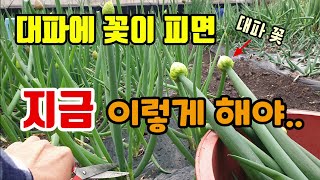 대파에 꽃이 보이면 지금 이렇게 해야 대파 드실 수 있습니다 대파키우기