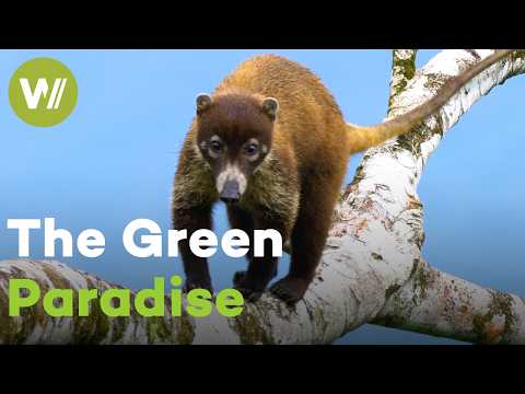 Costa Rica's extraordinary rainforests take you on a journey deep into the wild