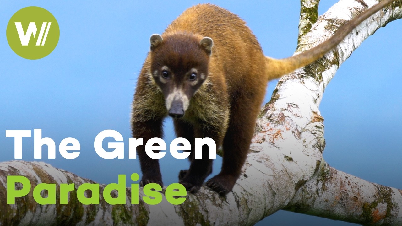 Costa Rica's extraordinary rainforests take you on a journey deep into the wild