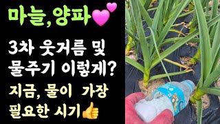 텃밭 마늘, 양파 