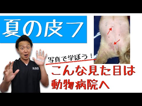 犬の皮膚の黒い斑点