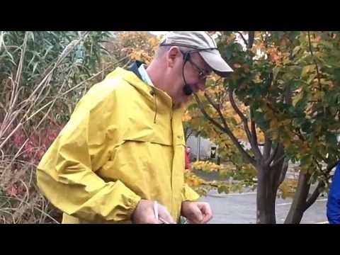 Little Princess Spirea (Spirea japonica 'Little Princess')