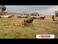 Lion Takes Down Wildebeest Live