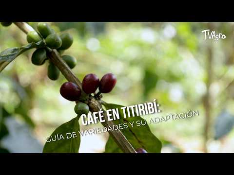 Café en Titiribí: Guía de variedades y su adaptación - TvAgro por Juan Gonzalo Angel