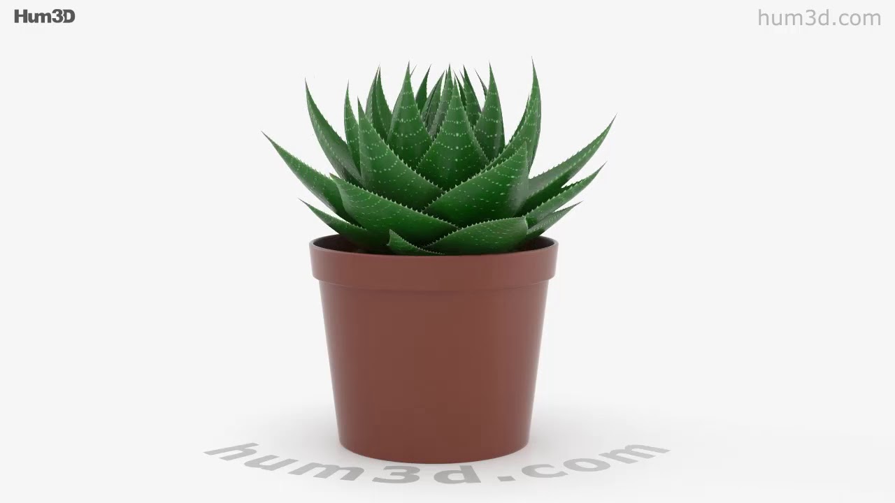 Aloe 3D model by 3DModels.org