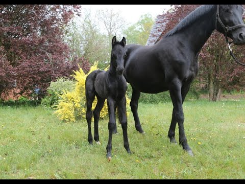Oldenburger Hengstfohlen von IBIZA/GRIBALDI, geb. 20.04.2020