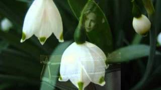 Love in Spring (3rd Movement Opus for Love) - Fiona Joy Hawkins