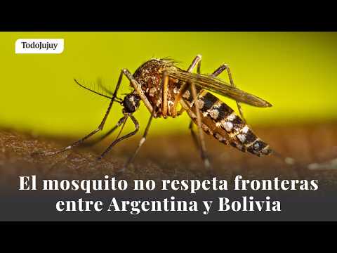 El mosquito no respeta fronteras entre Argentina y Bolivia: intensifican controles por chikungunya