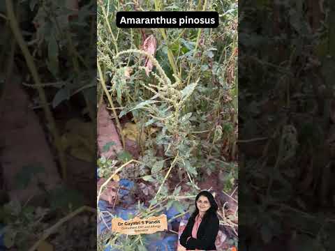 Monsoon Allergies Explained | Is Amaranthus Weed Causing Your Allergy? | Dr. Gayatri 