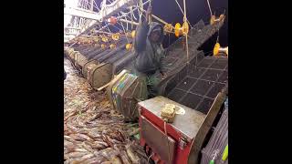 Download lagu operation of squid fishing gear (explosion of tons of squid) mp3 Download lagu operation of squid fishing gear (explosion of tons of squid) mp3