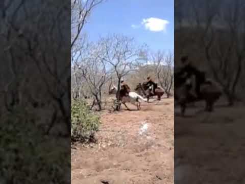 Floresta do Piauí #cavalo #playvaquejada #cavalos #horse #vaqueiro