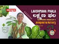 ಲಕ್ಷ್ಮಣ ಫಲ ಕೃಷಿ | Lakshmana Phala | Sampoorna Krishi - Laxman Phal