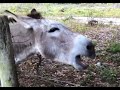 Donkey Fight Breaks Out
