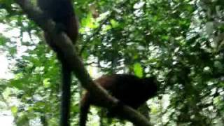 preview picture of video 'Saddle-back Tamarins (Saguinus fuscicollis) in Peru Amazon Rainforest'