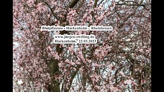 Galerie Fotoserie Blutpflaume Hackenheim Rheinhessen