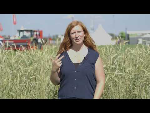 Alternative Energiepflanzen - Wickroggen GPS Plus WV