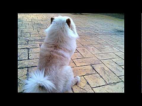 DESPEDIDA A MI AMIGO FIEL MISTY.