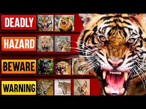 The Deadliest Wild Cats (Tier List)
