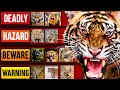 The Deadliest Wild Cats Tier List