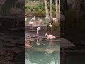 Cortos Cortosyoutube Disneyanimalkingdom Flamingo Kilimanjarosafari