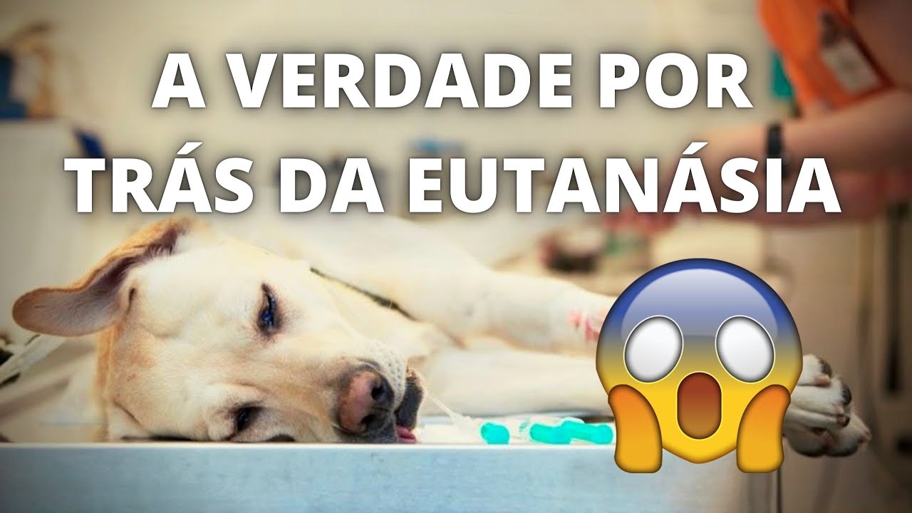 EUTANÁSIA | Como funciona, dói? Entenda nesse vídeo!