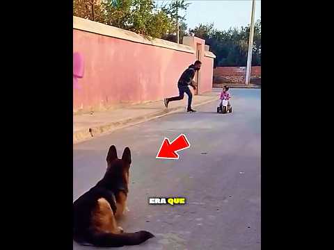 Este pastor alemán salvó a la niña❤️🐶#dog #animals #pets #love #shorts