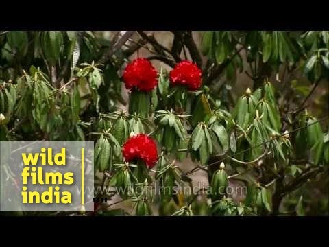 Tree Rhododendron (Rhododendron arboreum) Flowering in the Himalayas - YouTube