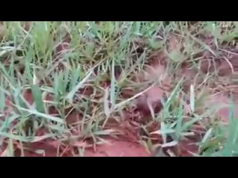 Quello che le targhe devono esser date a gatti da vermi Il concetto si sviluppa rapidamente parassiti