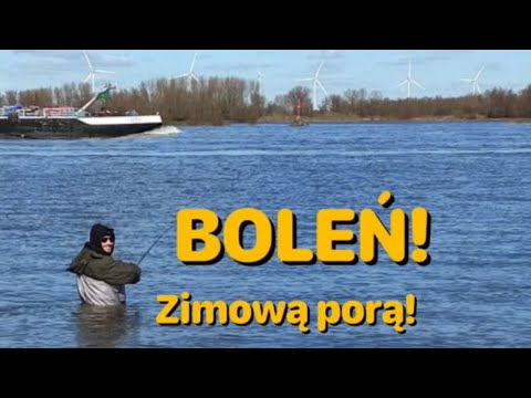 Boleń w Marcu! Pierwszy Boleń w 2023! #boleń #bolen