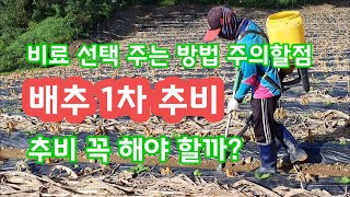 가을배추 1차추비 주는방법 시기 등 상세히 [배추재배방법] 괴산순정농부