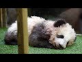 Brigitte Macron Is Godmother Of Panda Yuan Meng