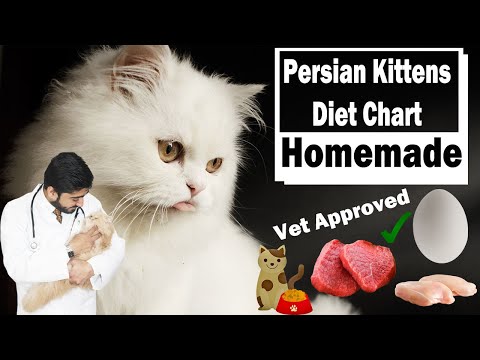 Kittens Diet Plan | Birth to 9 Months | In Urdu | Persian | Best Food | Vet Approved | Vet Furqan