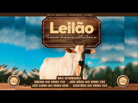 Leilão de Gado em MORRINHOS-GO, 16/08/2026  TransInácio Leilão - 17:45 Hs - Presencial e virtual.