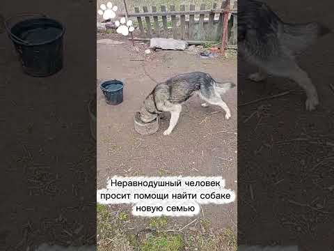 СОБАКУ БРОСИЛА ХОЗЯЙКА